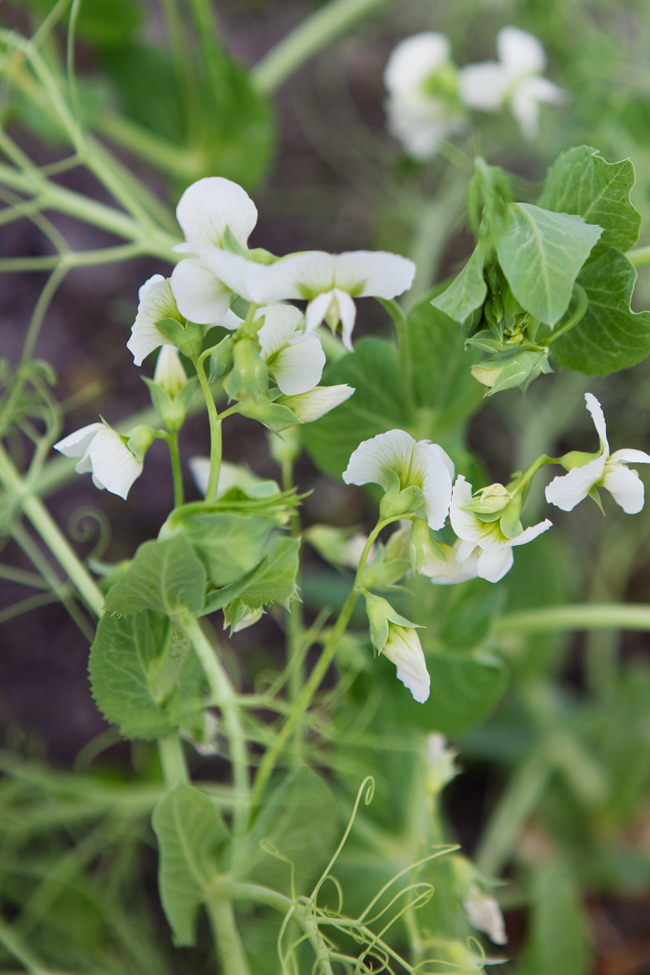 Pea shoots and flowers