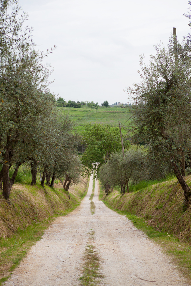 Olive groves at Agriturismo Cantagrillo