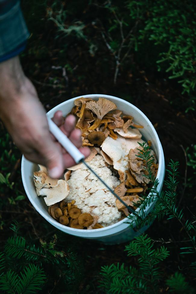 A guide to mushroom foraging | Cannelle et Vanille