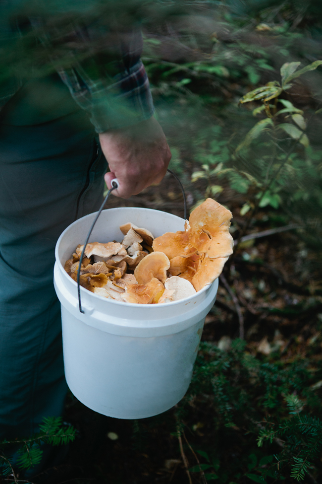 A guide to mushroom foraging | Cannelle et Vanille