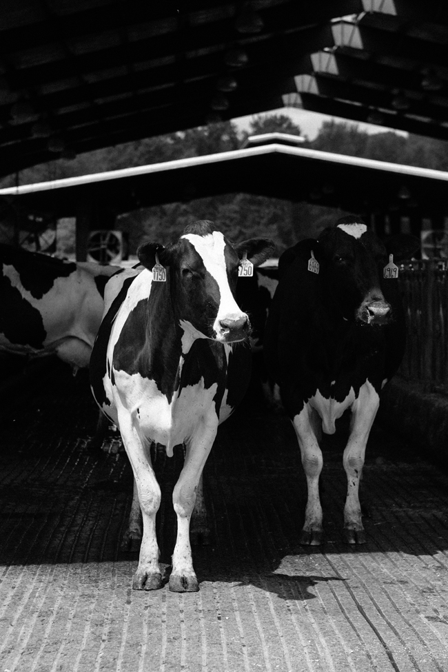 Werkhoven dairy farm, WA | Cannelle et Vanille