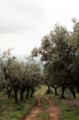 Support this Tuscan cheesemaker's farm | Cannelle et Vanille
